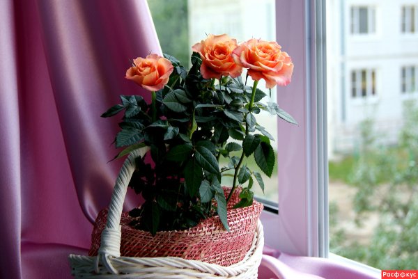 Цветы на подоконнике