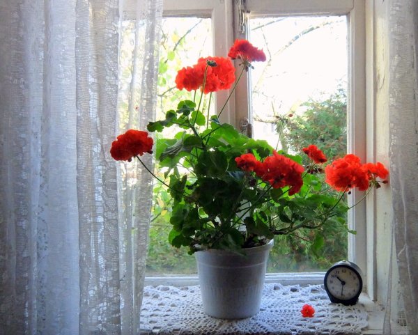 Герань подморозило