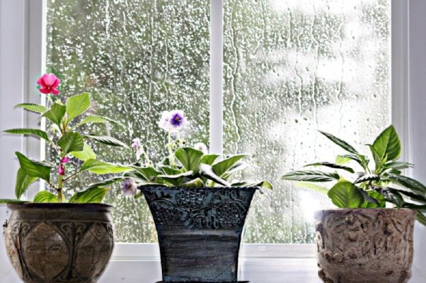 Герань Гербера