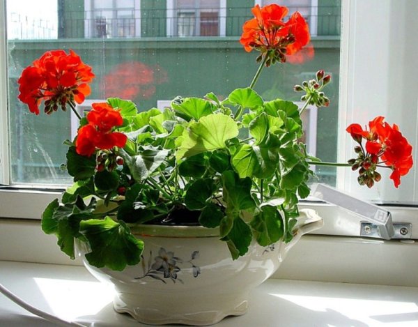 Цветы в горшках на окне