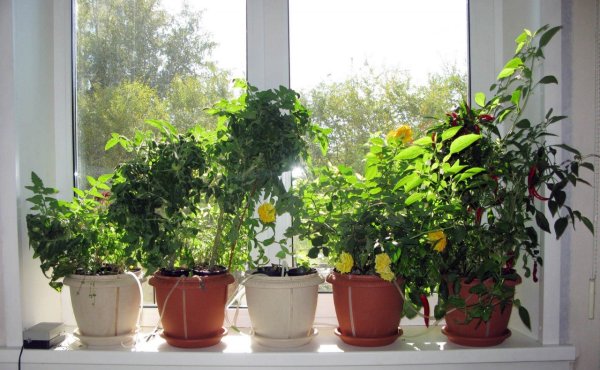 Комнатные растения на окне