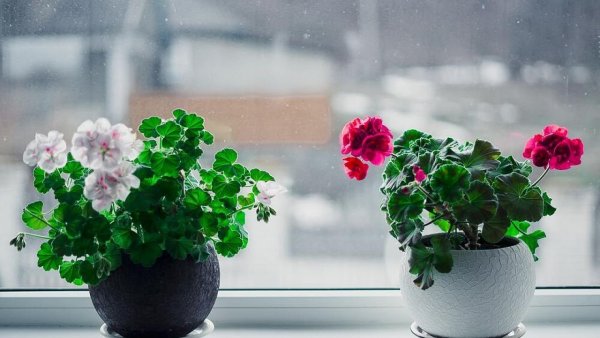 Орхидеи на подоконнике