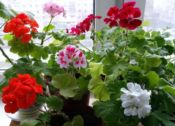 Цветы на подоконнике