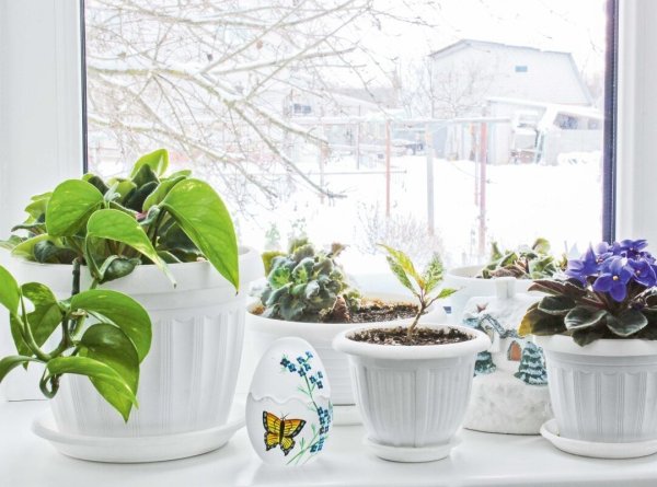 Подоконник с цветами