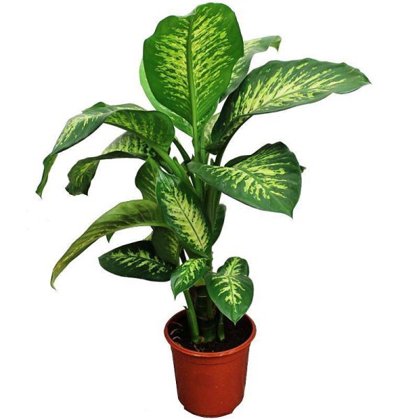 Диффенбахия (Dieffenbachia)