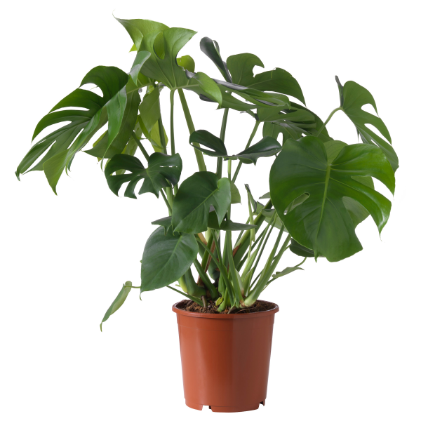 Монстера (Monstera)