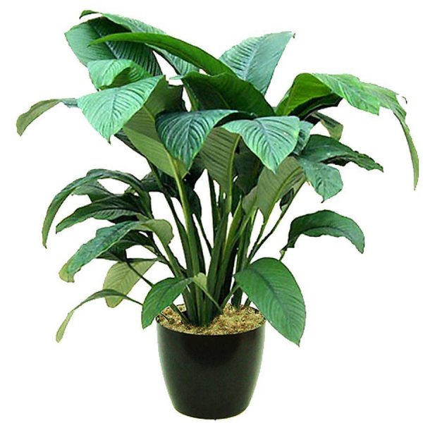 Спатифиллум Чико