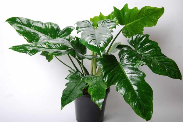Цветок Диффенбахия комнатный