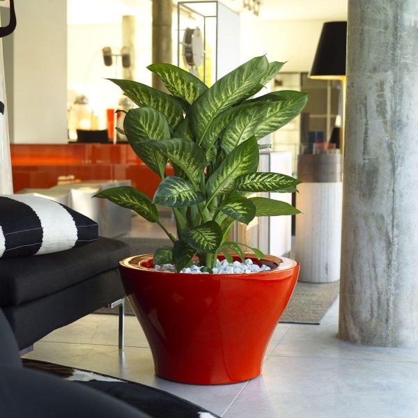 Неприхотливые комнатные растения в больших горшках