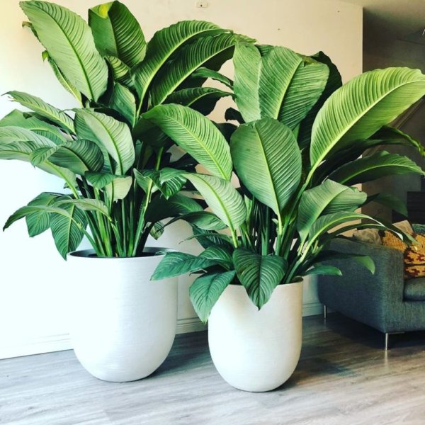 Цветы в горшках