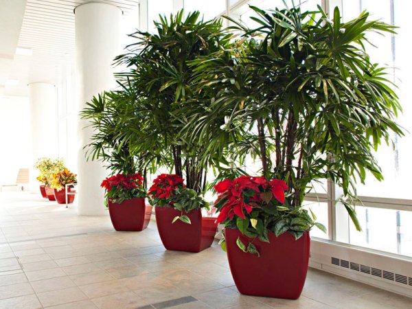 Монстера Пертусум