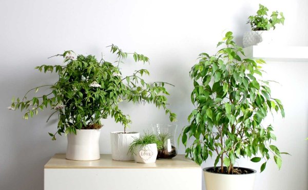 Декоративные комнатные цветы