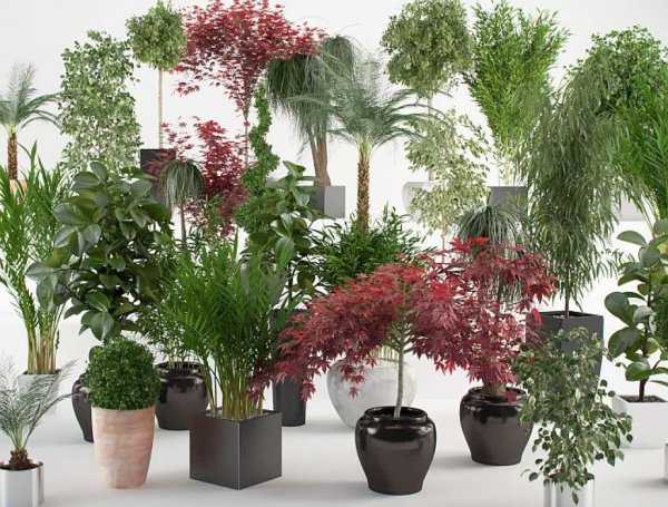 Монстера Делициоза