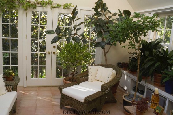 Калатея орбифолия