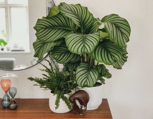 Фикус лировидный лирата