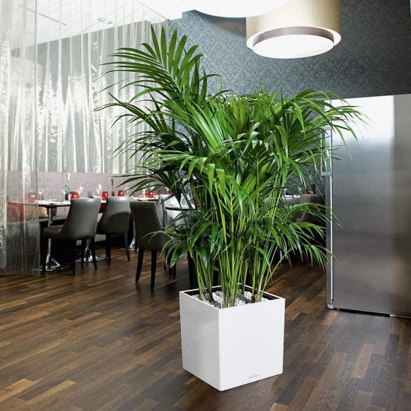 Спатифиллум луковичный