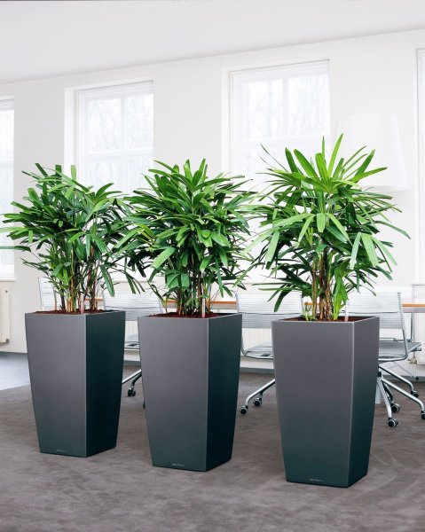 Хризалидокарпус Дипсис