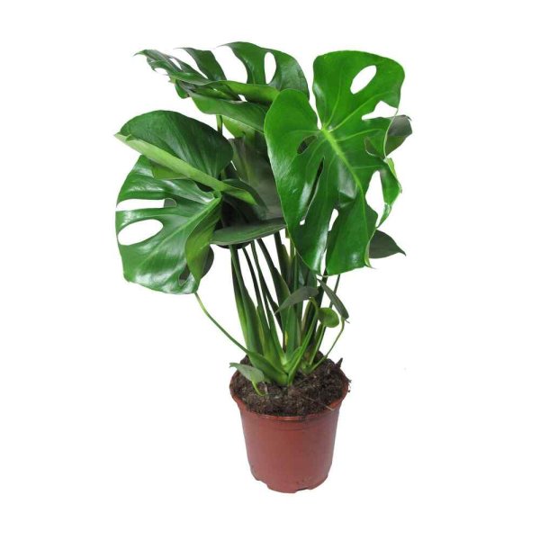 Рапис высокий комнатная