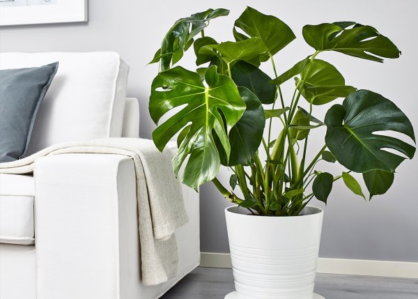 Замиокулькас гигантский