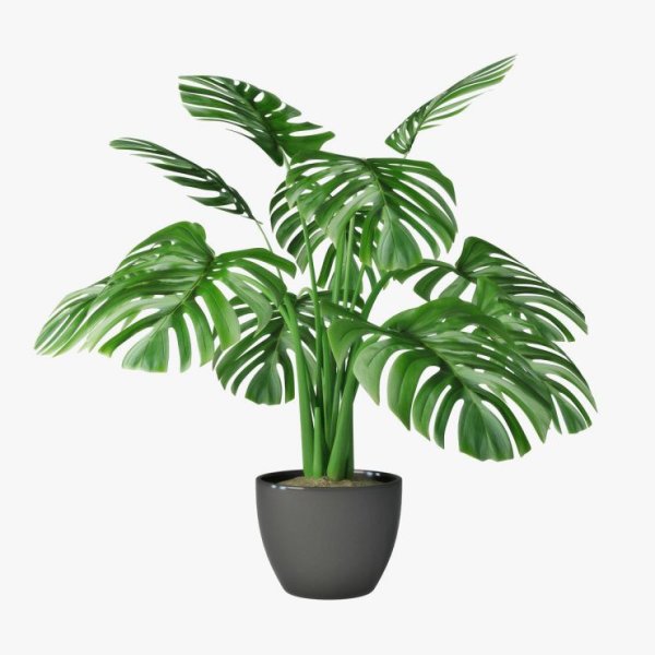 Фикус лировидный