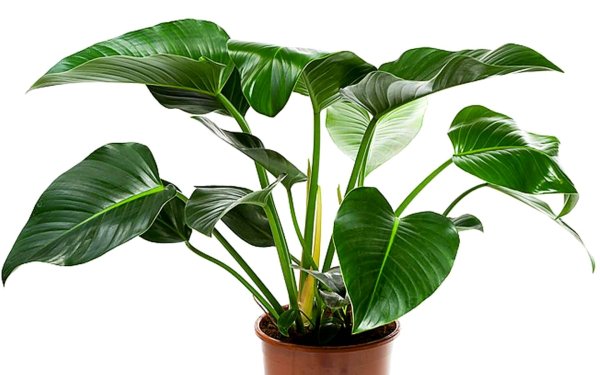 Lechuza cubico замиокулькас