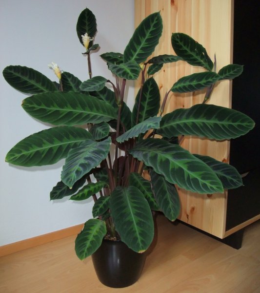 Монстера Делициоза (Monstera deliciosa)