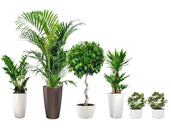 Монстера в интерьере