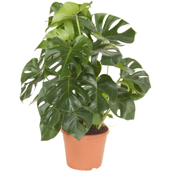 Нолина Лечуза