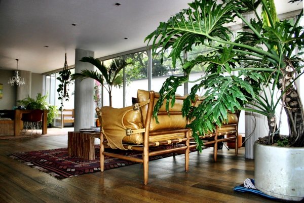 Драцена в горшке Лечуза