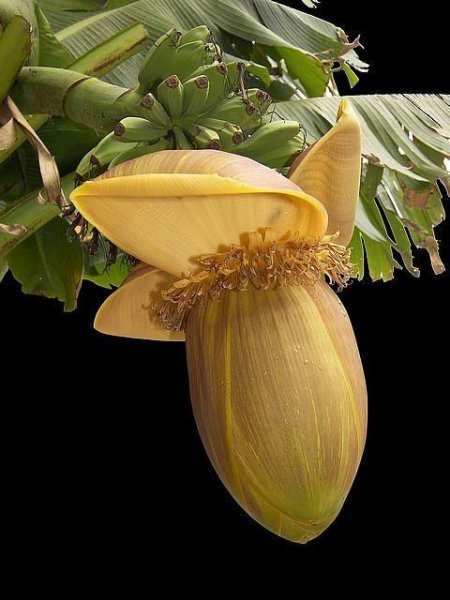 Musa basjoo
