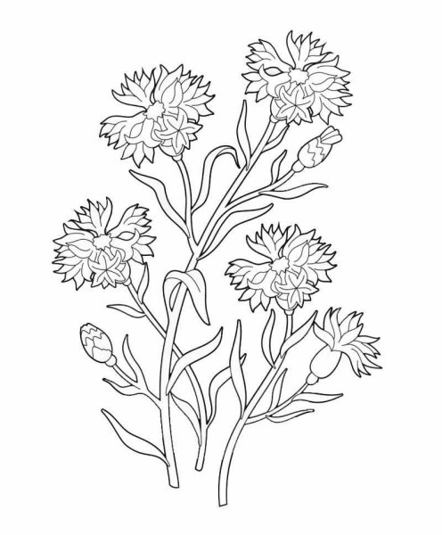 Полевые цветы раскраска для детей