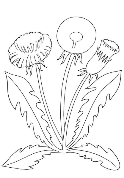 Полевые цветы раскраска