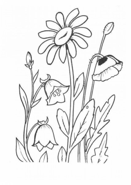 Раскраски для дошкольников полевые цветы