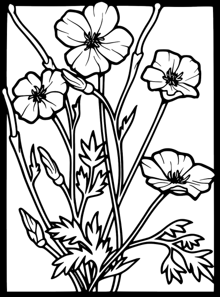 Полевые цветы раскраска