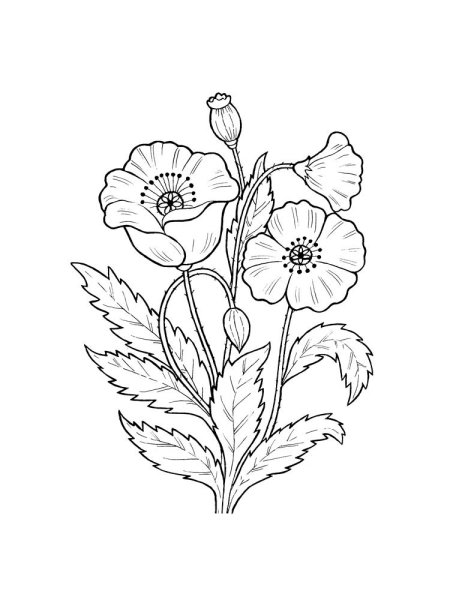 Нивяник обыкновенный