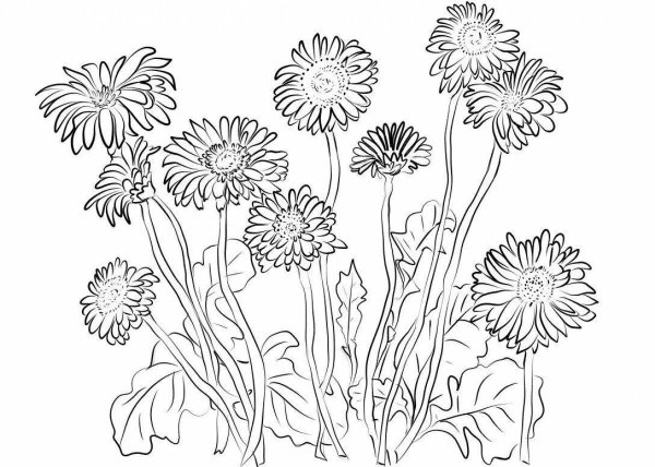 Полевые цветы раскраска