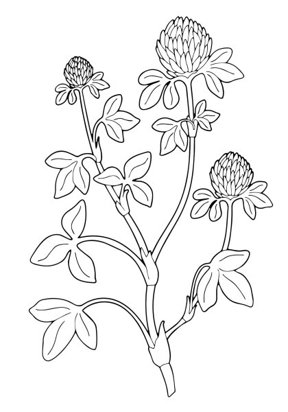 Раскраска цветы на лугу