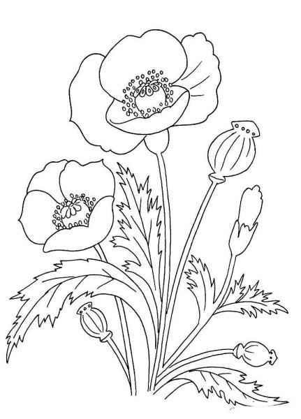 Рисование цветов по точкам