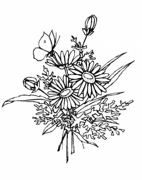 Одуванчик раскраска