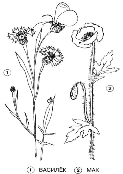 Ландыш раскраска для детей