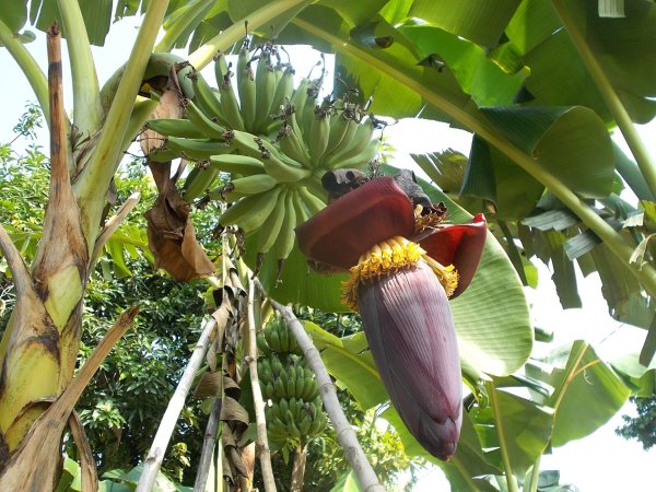 Действительно ли бананы растут на пальмах?