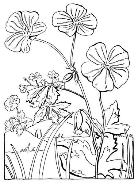 Одуванчик раскраска