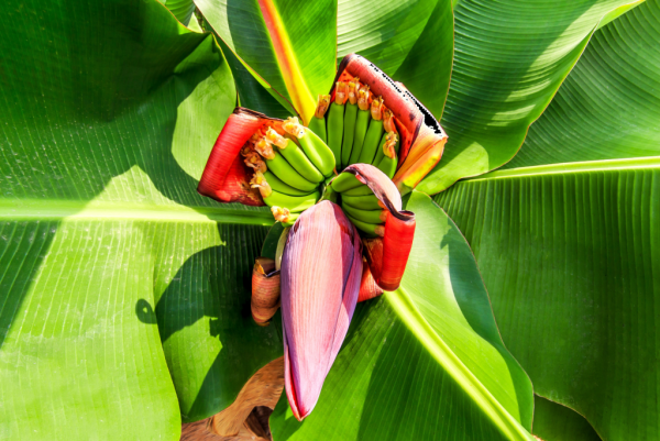 Musa velutina