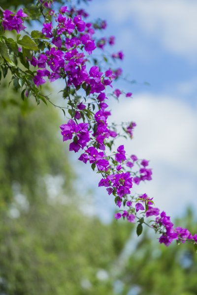 Космея и солнце