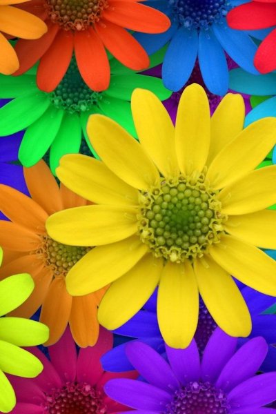 Цветы яркие нежные красивые