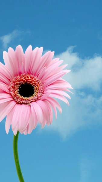 Яркие цветы на черном фоне