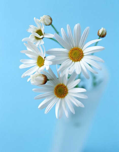 Обои на телефон высокого качества цветы