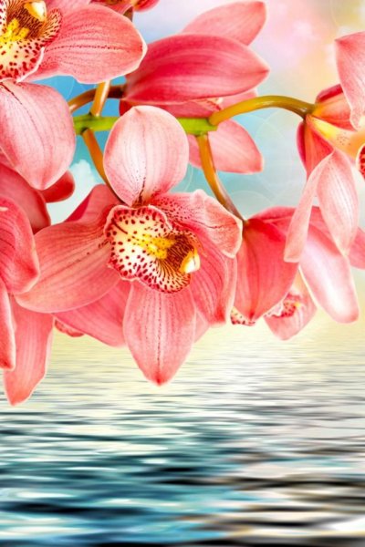 Цветы вертикальные