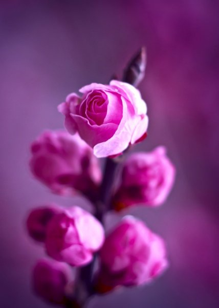 Цветы на ветке