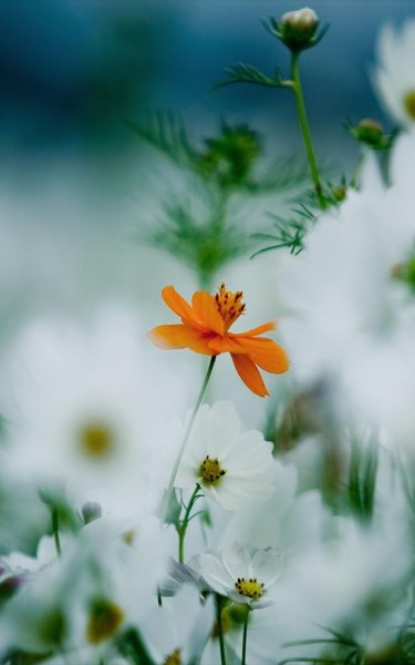 Цветы Макросъемка